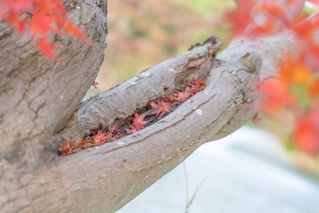 紅葉②