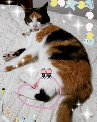 ハート柄猫