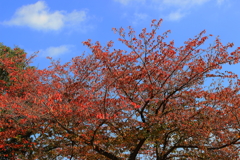 紅色と空