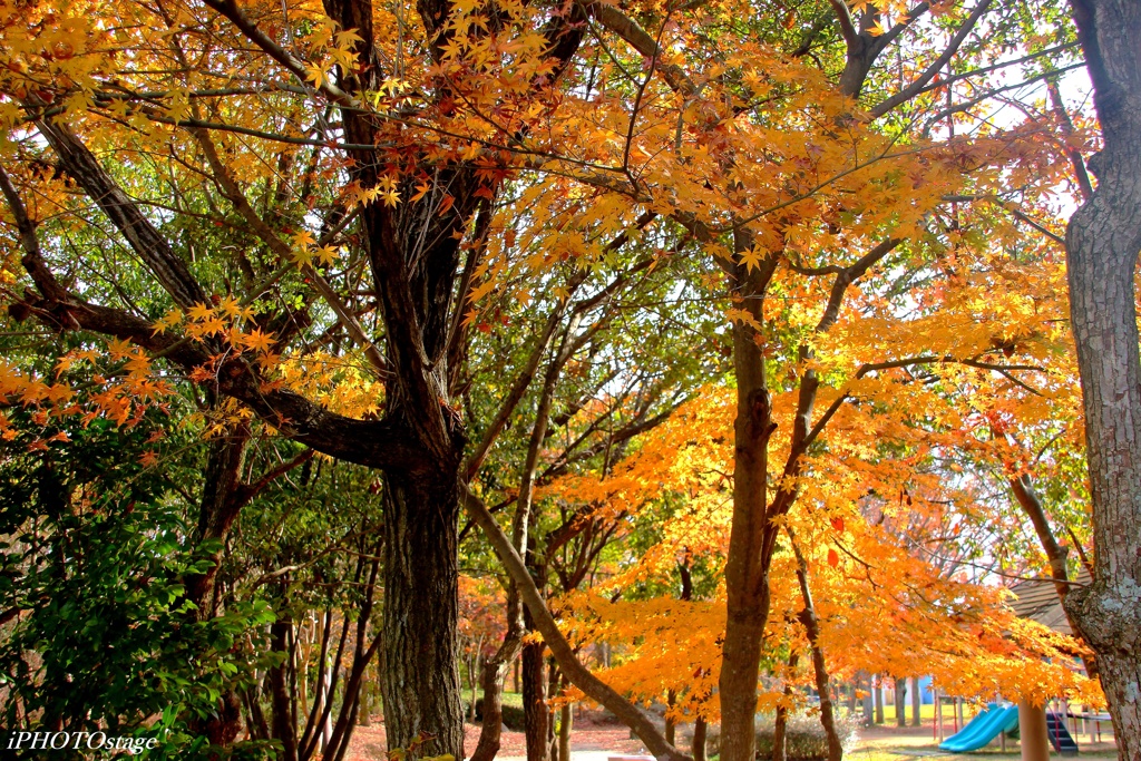 公園の紅葉