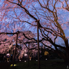 しだれ桜
