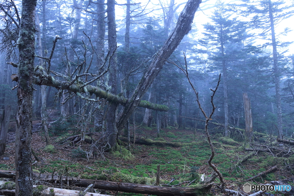 霧の登山道