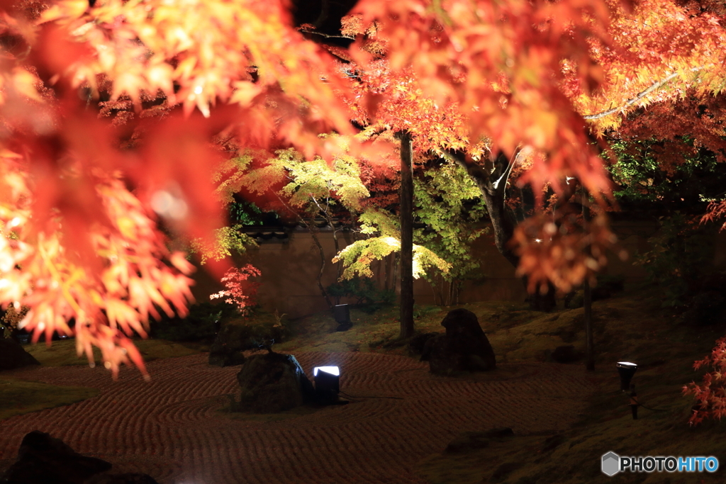 夜紅葉