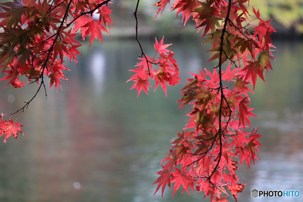 紅葉
