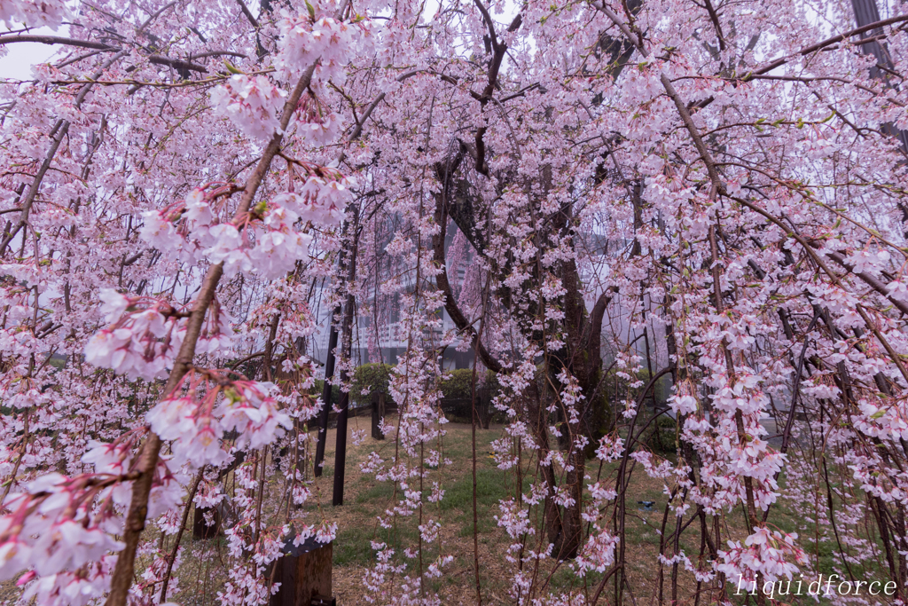 身延山久遠寺