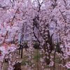 身延山久遠寺