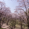 滝山城址