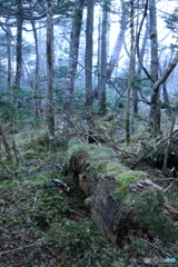 金峰山への道