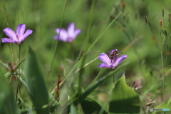 ハクサンフウロと蜂