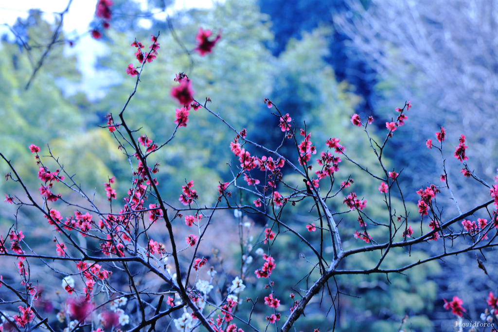 百草園梅