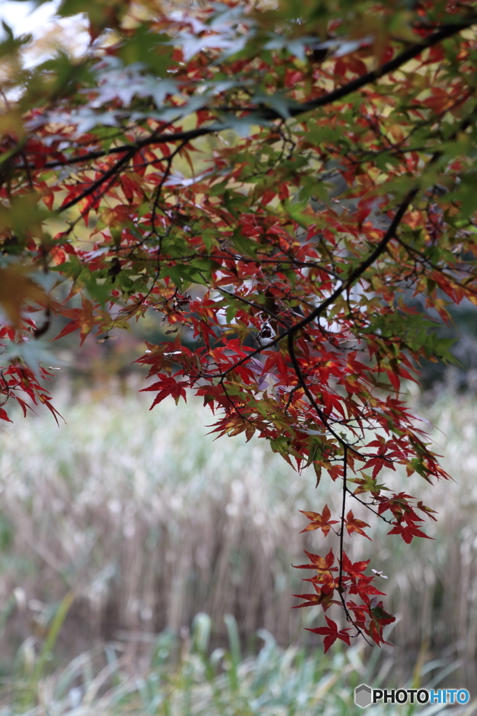 紅葉