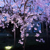 しだれ桜