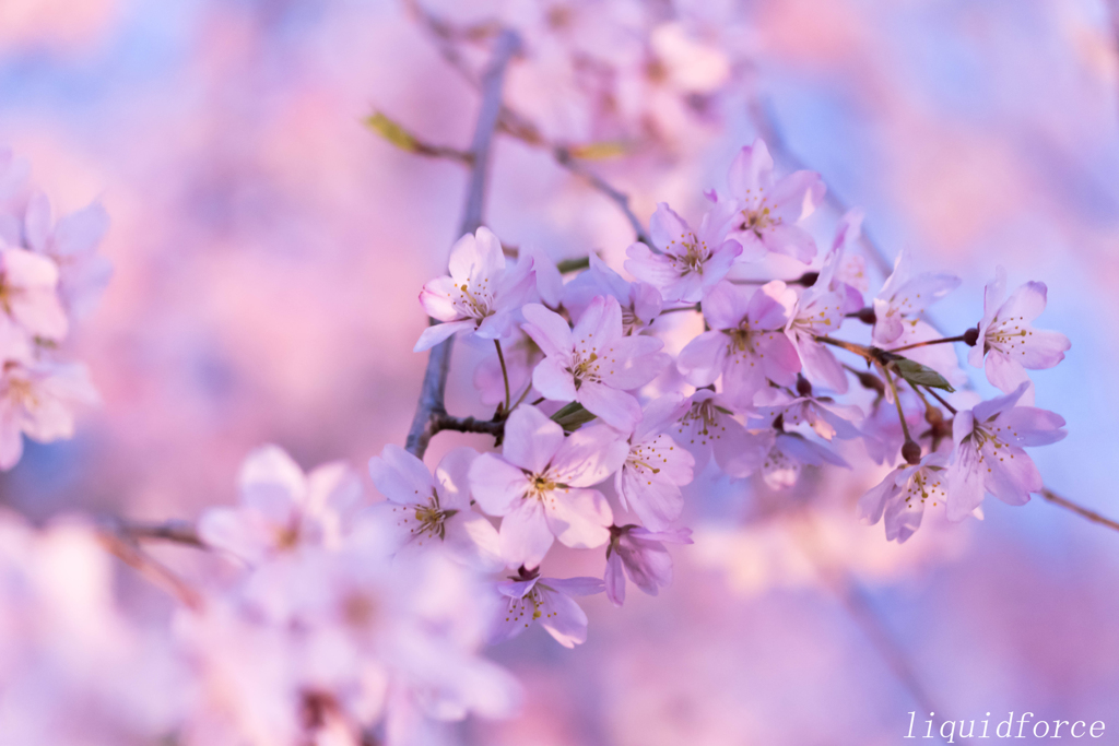 しだれ桜