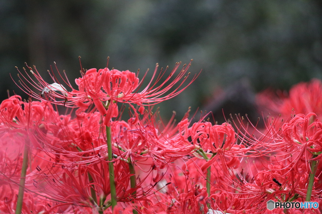 彼岸花１