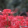 彼岸花１