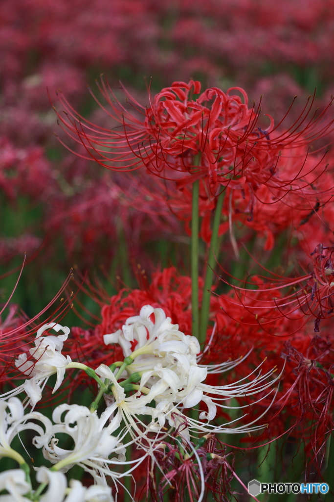 紅白