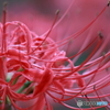 彼岸花３
