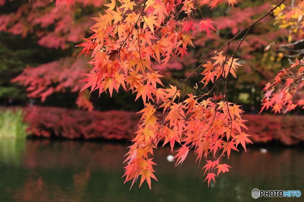 紅葉