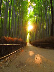 DSCN5509嵯峨野竹林の朝