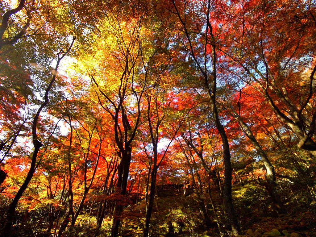 常寂光寺紅葉