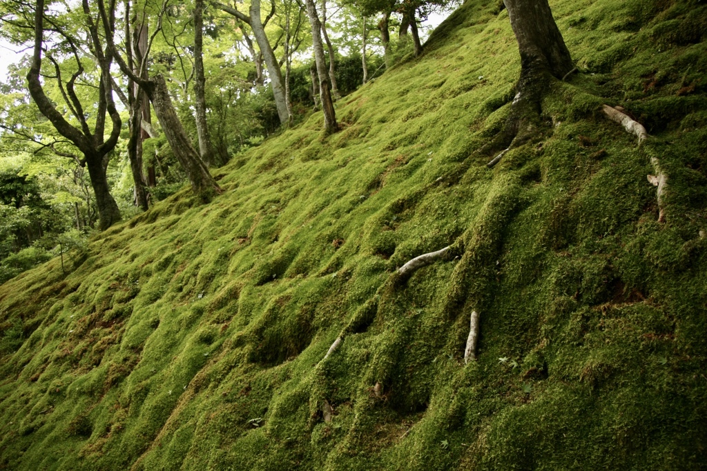 常寂光寺苔緑