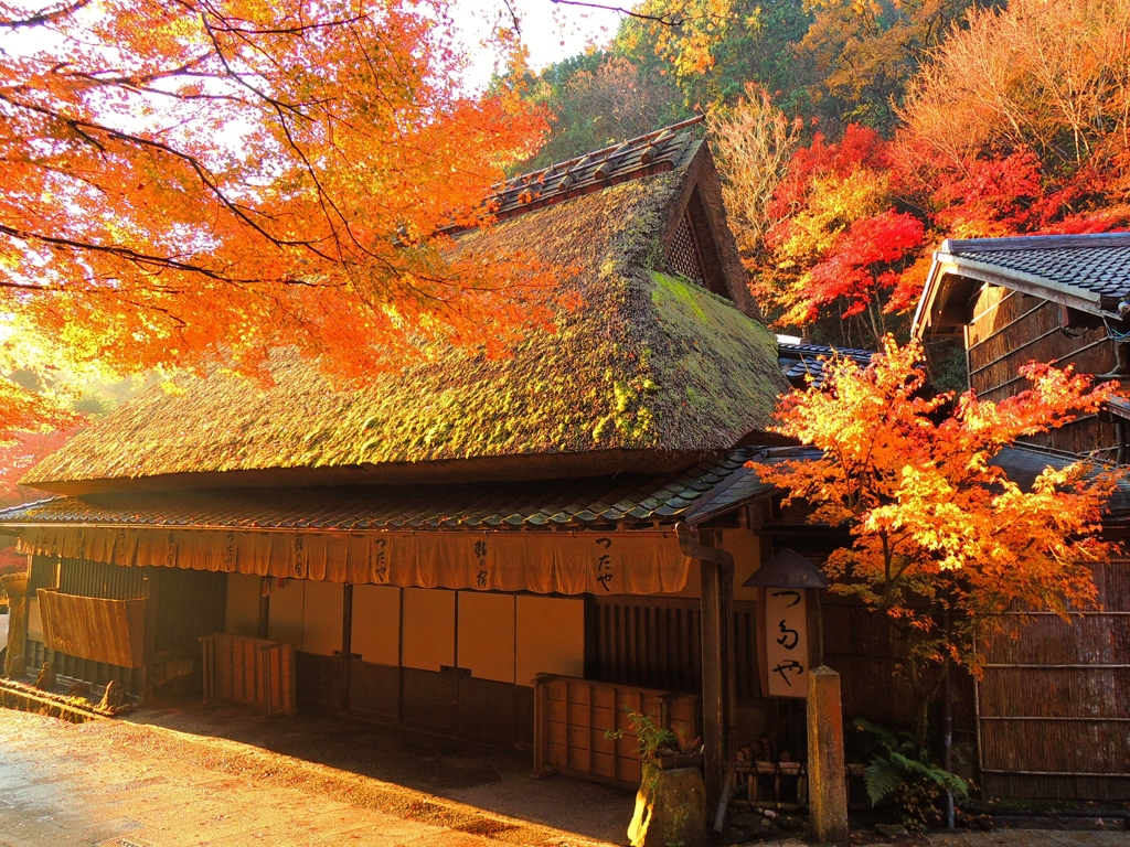 鳥居本の紅葉