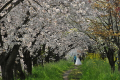 桜の森の花嫁