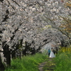 桜の森の花嫁