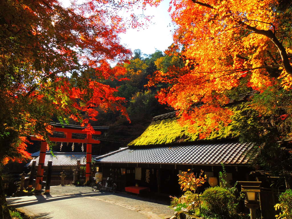 鳥居本平野屋紅葉