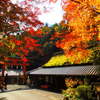 鳥居本平野屋紅葉