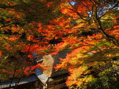 嵯峨野鳥居本の紅葉