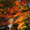 嵯峨野鳥居本の紅葉