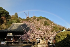 嵐山法輪寺の桜と虹