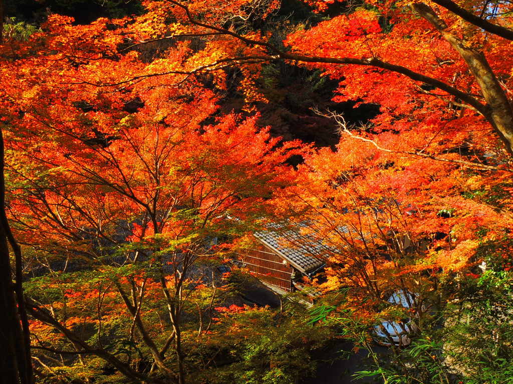 嵯峨野鳥居本の紅葉