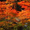嵯峨野鳥居本の紅葉
