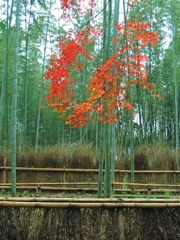 竹林の紅葉
