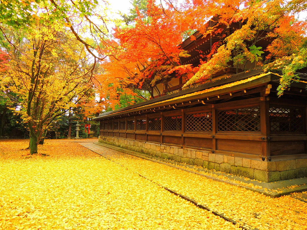 上御霊神社黄色い絨毯