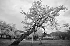 桜咲く嵐山