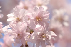 桜、さくら