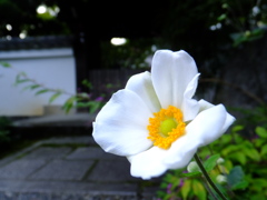 嵯峨野正覚寺の貴船菊