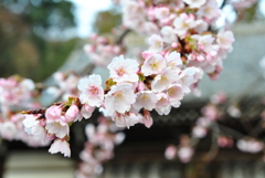 嵐山法輪寺の桜