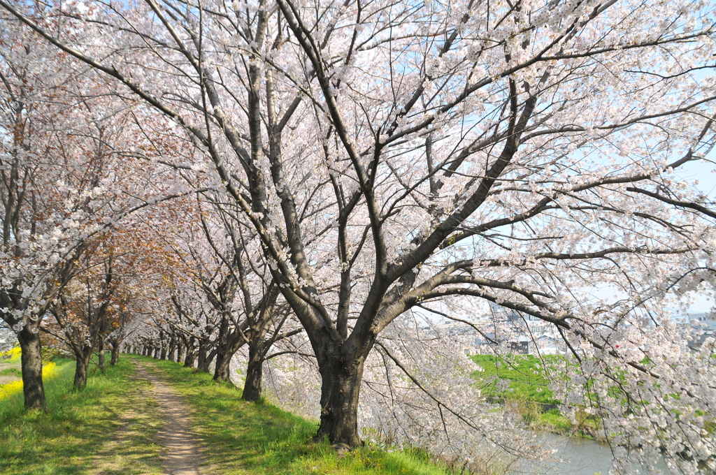 花見客のいない春