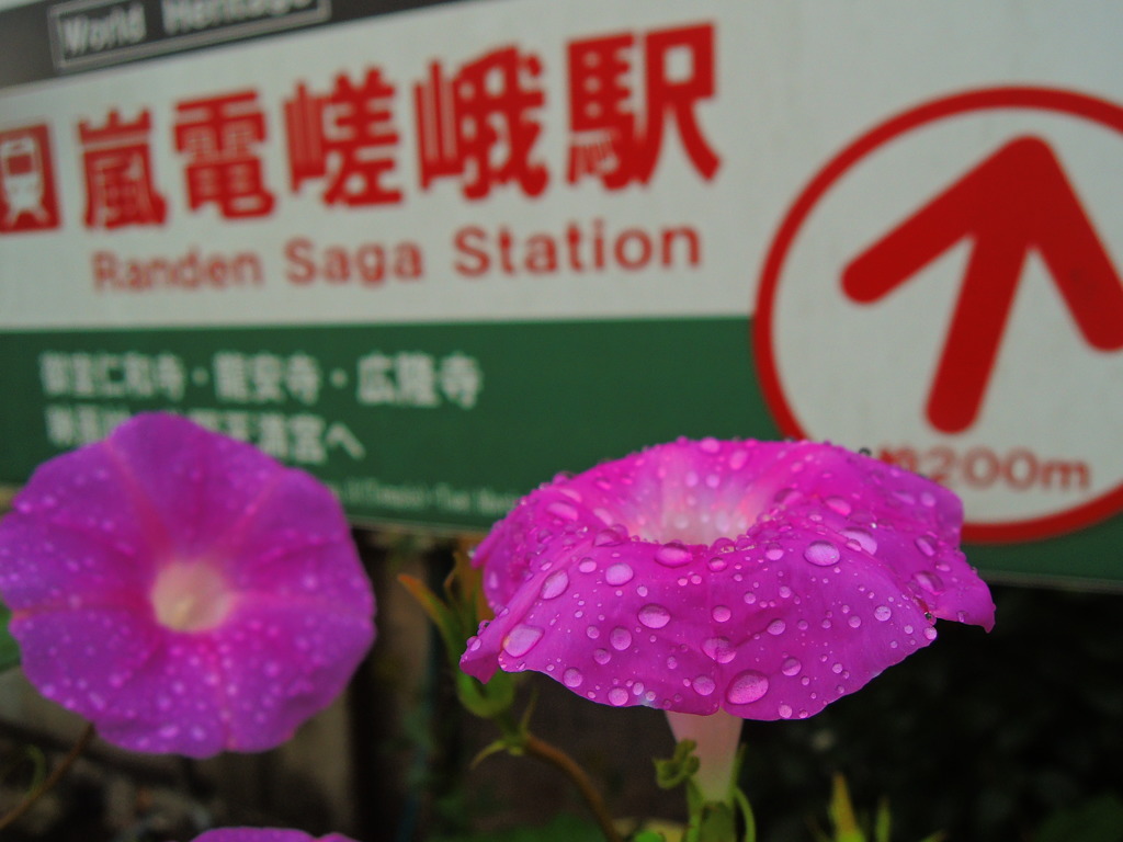 雨の朝