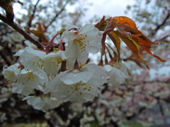 桜雨