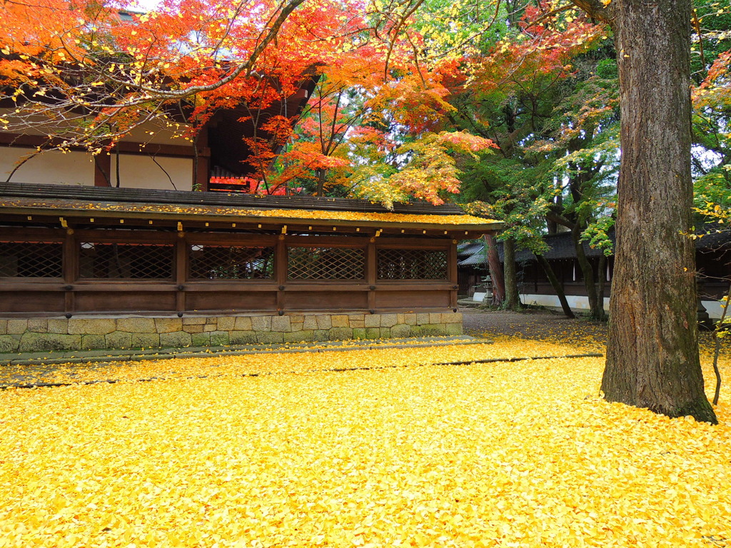 上御霊神社秋色