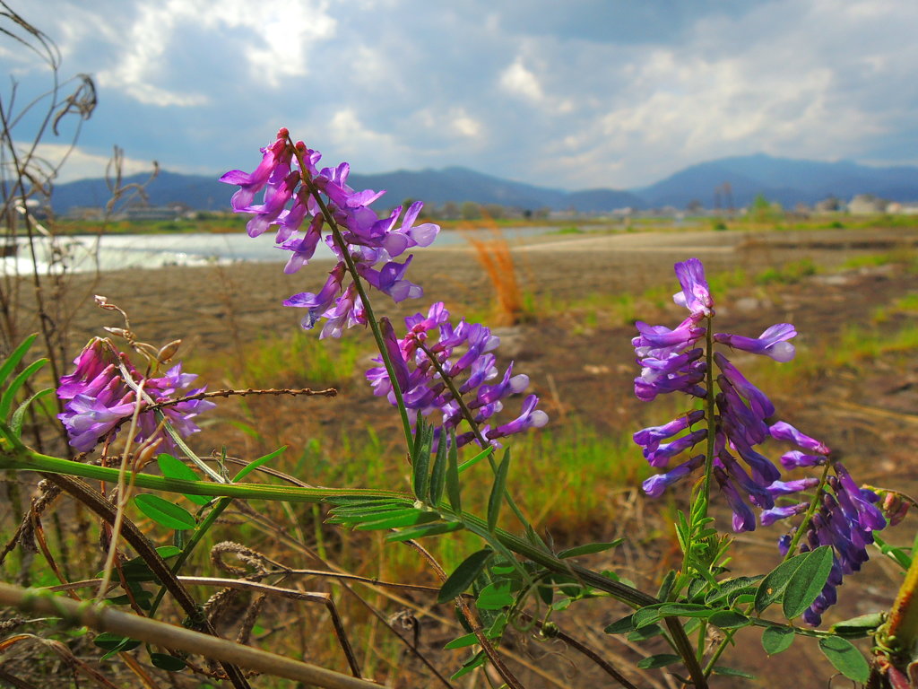 河川敷の春