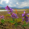 河川敷の春