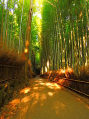 DSCN5535嵯峨野竹林の朝