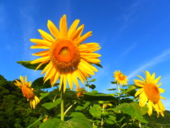 053夏の空