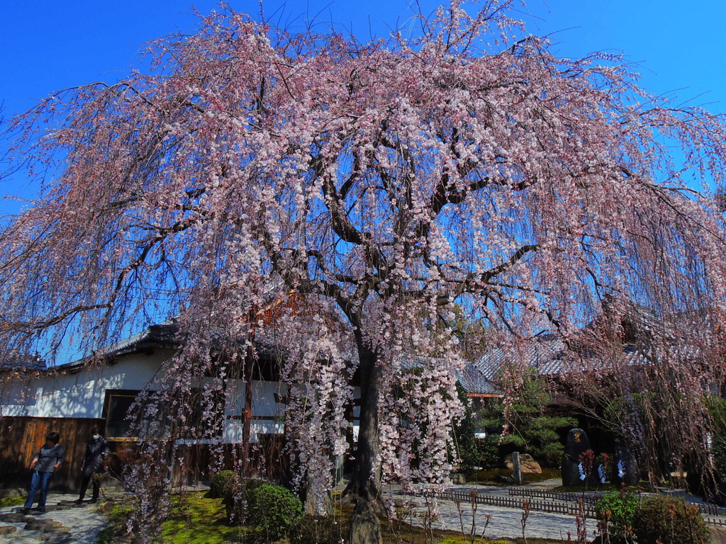 本満寺枝垂れ桜